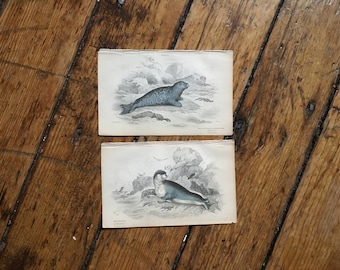 c.1833 ANTIQUE SEAL PRINTS - original antique sea life prints - Jardine animal prints - marine mammals - set of 2 hand colored engravings