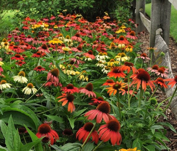 echinacea seeds cheyenne spirit hybrid coneflower deer resistant 15 seeds from echinacea seeds cheyenne spirit hybrid coneflower deer resistant 15 seeds from