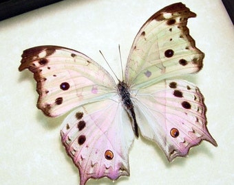 Father's Day Gift Mother Of Pearl Real Framed Butterfly 200