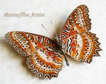 Red Lacewing Cethosia Biblis Real butterfly Framed In Museum Quality Shadowbox