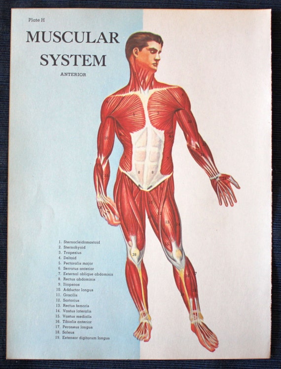 Muscular System Anterior View//1960 Medical Print//