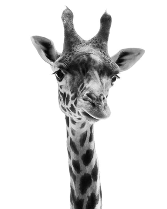 Animal photography giraffe photo black and white 24x36 Animal photography giraffe photo black and white 24x36