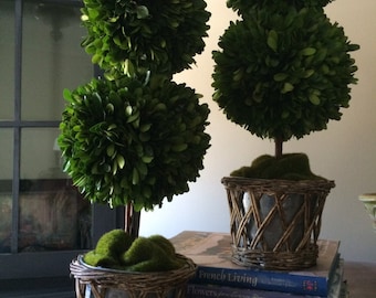 Preserved Double Boxwood Topiary