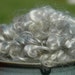Gotand Washed Silver Grey LAMB Locks 100% Purebred Organic VM Free Lustrous Long wool locks