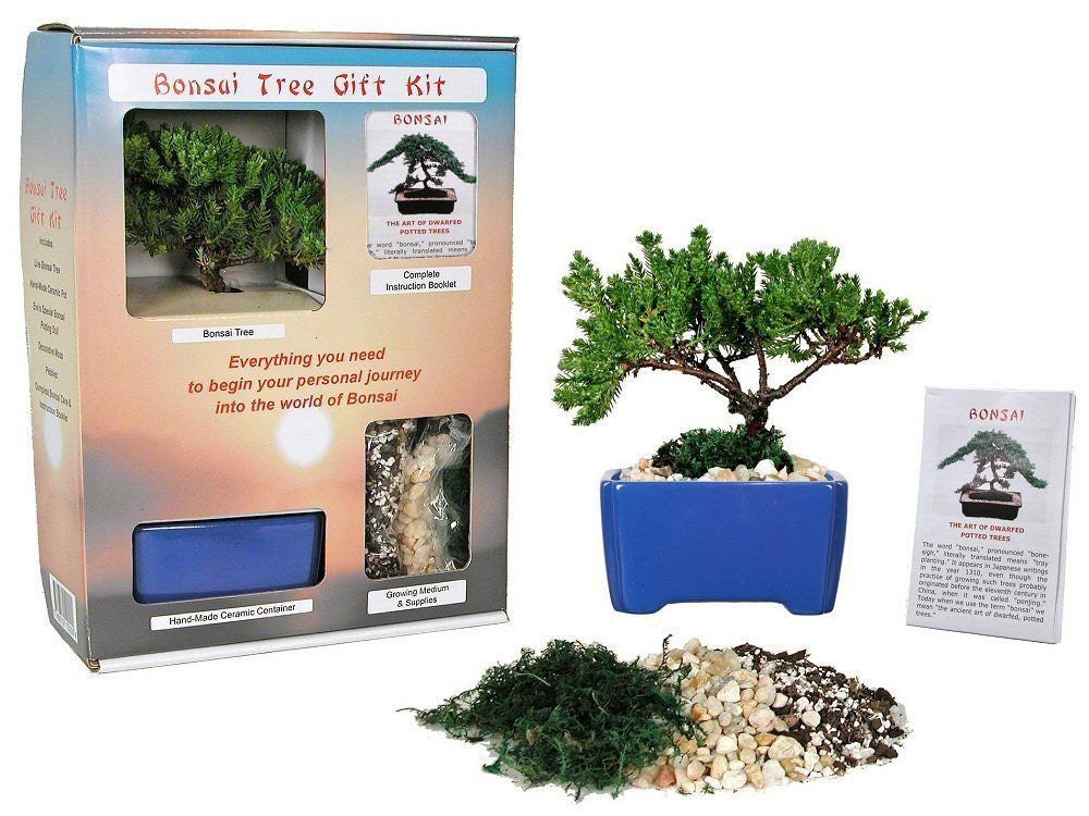 Live Japanese Juniper Tree Bonsai Tree Gift Kit
