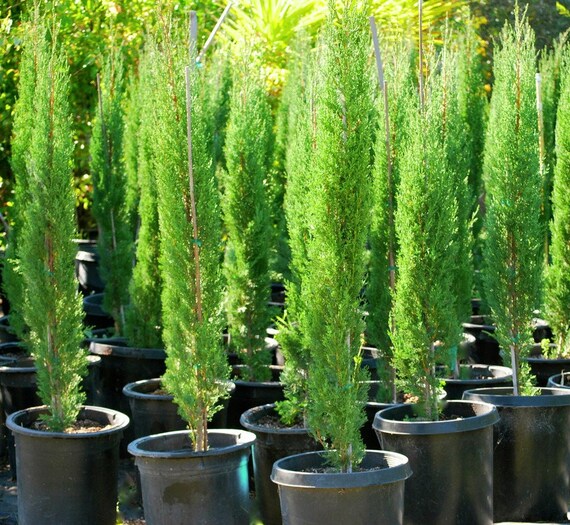 Italian Cypress Evergreen Tree Live Cypress Tree A perfect