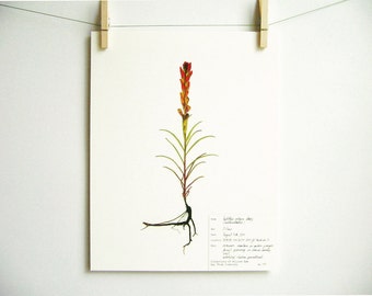 Indian Paintbrush Print, #174, southwestern decor castilleja original herbarium specimen art pressed botanical print red colorado wildflower