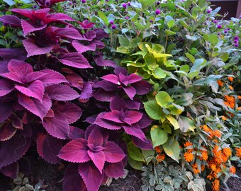 Purple & Green