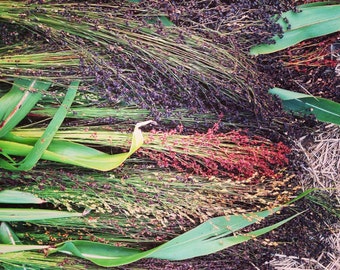 Broomcorn Seeds, Mixed Colors Broom Corn, Easy to Grow Sorghum, Great for Dried Flower Craft Projects and Fall Decor, 100 Organic Seeds