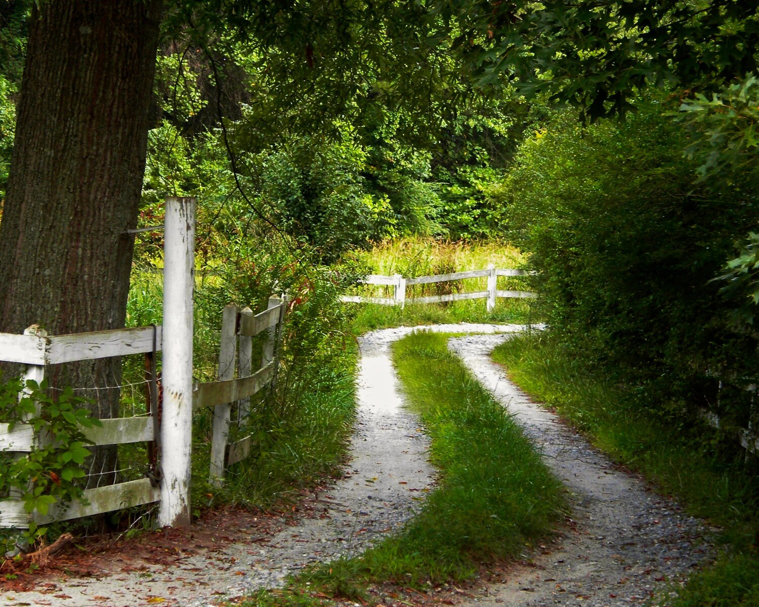 Nature Photography Green Rural Pathway In Georgia Travel