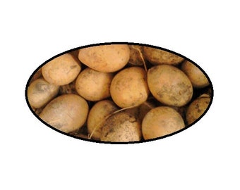 12 Egg Gourds and Seeds Decorate or Grow Your Own