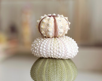 Sea Urchins Collection