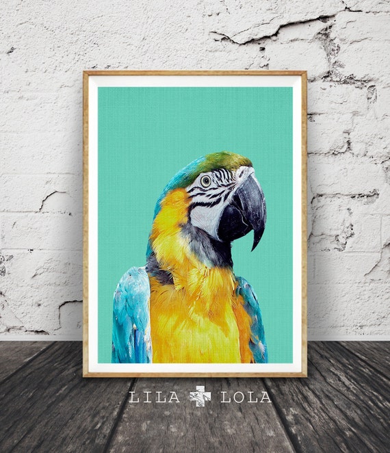 Tropical Bird Print Parrot Wall Art Bird Photography Macaw