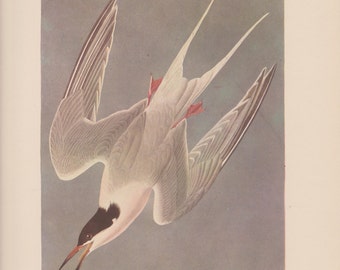 Vintage 1950's Audubon Print, Roseate Tern , Commentary by Roger Tory Peterson, Ornithology, Rustic Decor, Suitable for Framing