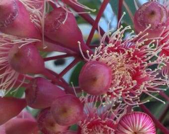 Pink Flowering Gum