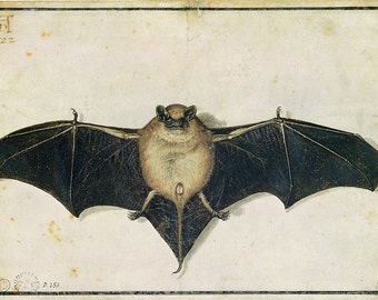 Albrecht Durer: Bat. Fine Art Print/Poster. (003641)