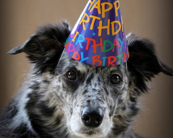 Birthday Cards (Set of 6)