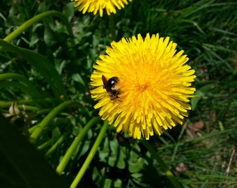 DANDELION Seeds (200+) AOKA Farm ORGANIC non-Gmo 86% germinate (Taraxacum officinale) Heirloom Tenant lineage