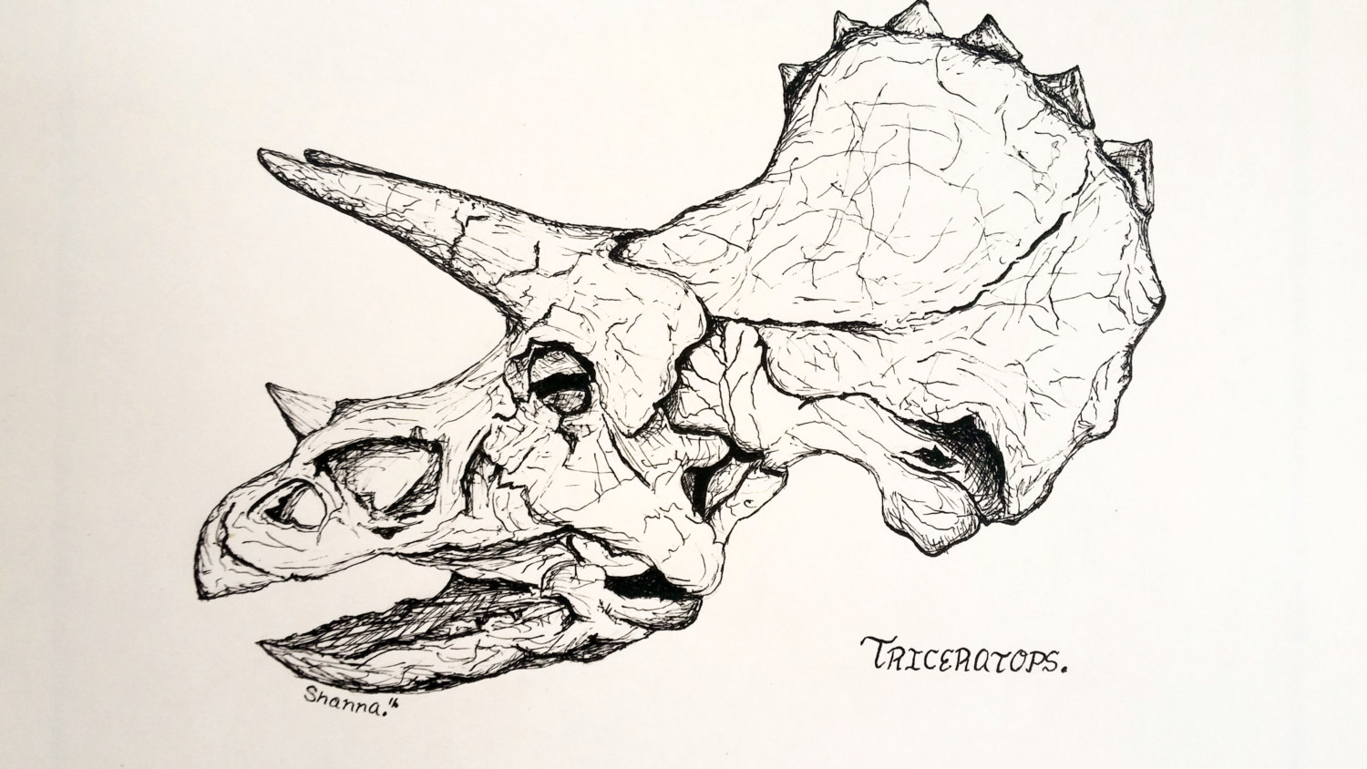 Ink Drawing Triceratops illustration Original sketch
