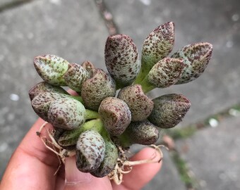 Succulent - Adromischus marianiae