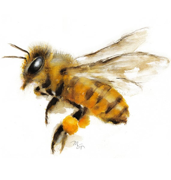 Honey Bee watercolor painting Art Print. Nature