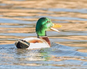 Mallard sunset photo