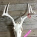 Whitetail Deer Buck Skull - Craft Skull - Lot No. 47315HP