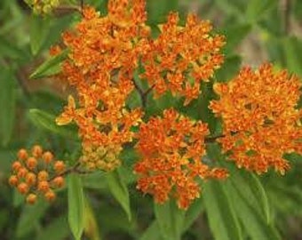 Butterfly Weed plant. 3.5" potted container. Asclepias tuberosa. Chemical free.