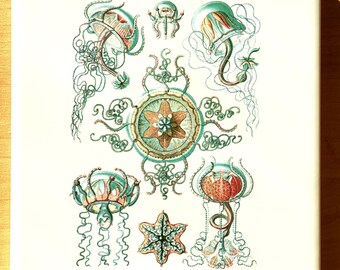 Green/Brown Jellyfish Illustrations- Glass Fusing Decal, Ceramic Decal, Enamel Decal