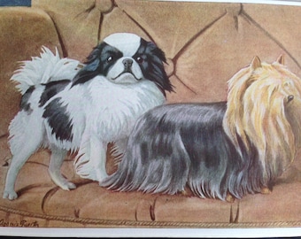 JAPANESE SPANIEL YORKSHIRE terrier dog Louis Agassiz Fuertes Vintage Mounted 1919 plate print Congratulations Christmas Birthday gift