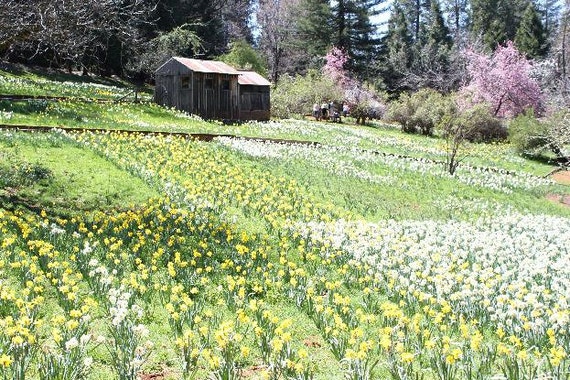 Daffodil Hill II--8x12 matted framed photo, flowers