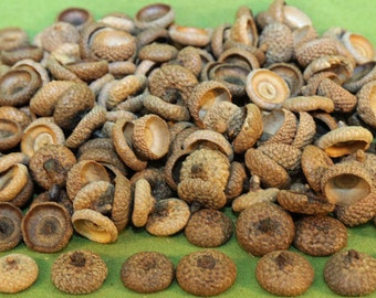 Free Shipping - Natural New England Oak Acorn Caps 150+ with Shipping Included
