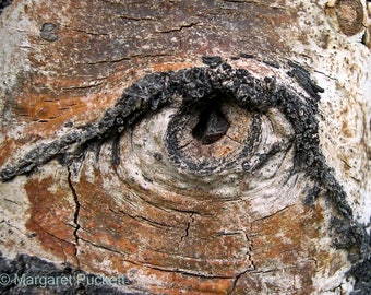 Eye, Aspen Tree, Nature, Rocky Mountain National Park