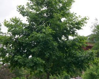 50 Manchurian Alder Tree Seeds, Alnus hirsuta