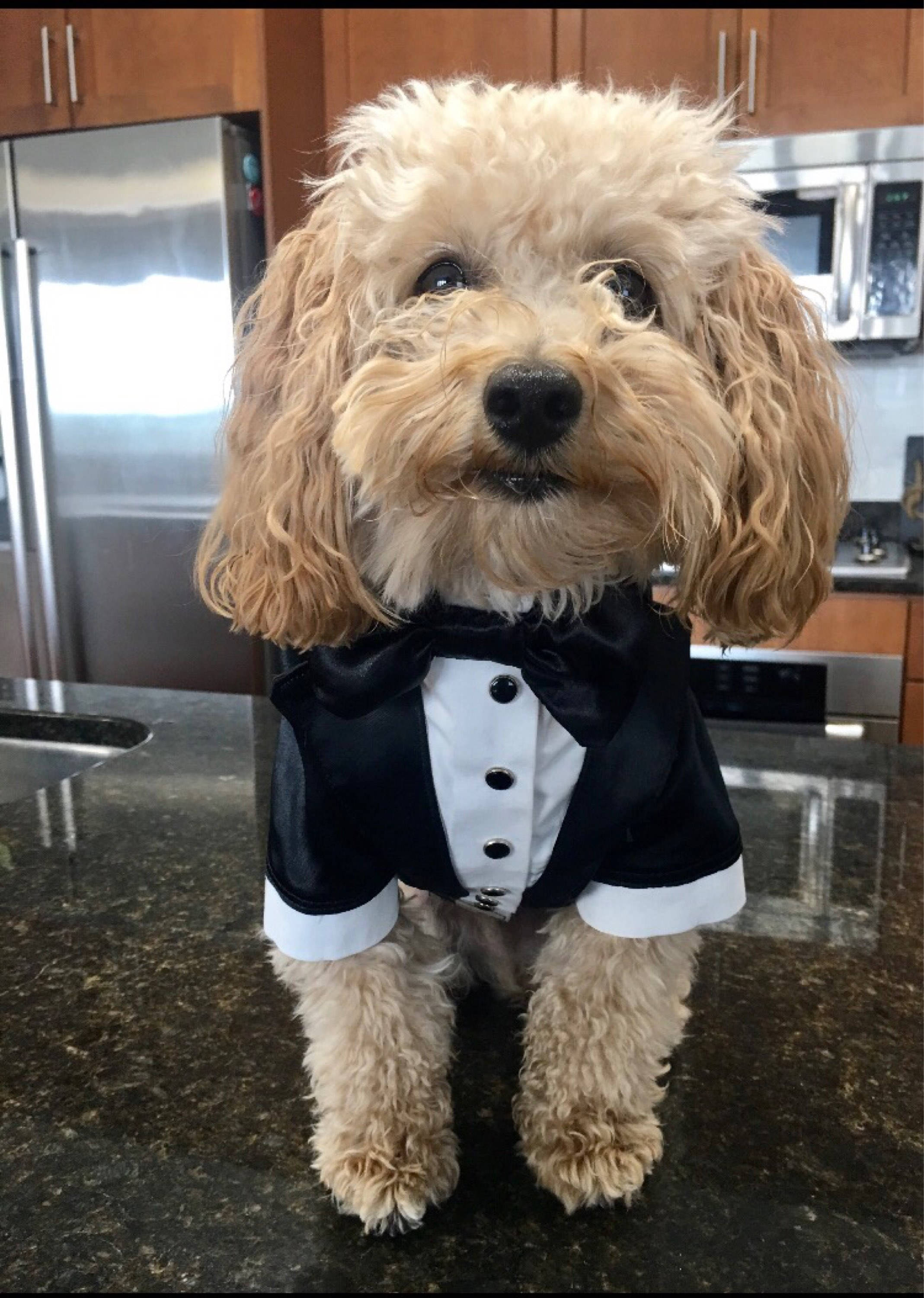 Wedding tuxedo for dogs Formal dog tuxedo Custom made dog suit