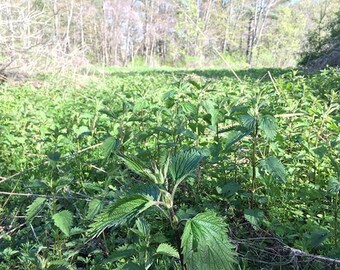 Tincture of Nettles (Fresh Urtica diocia)