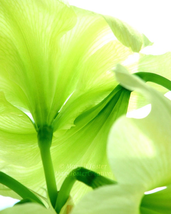green flower photography lemon lime amaryllis macro fine art sun flower paper