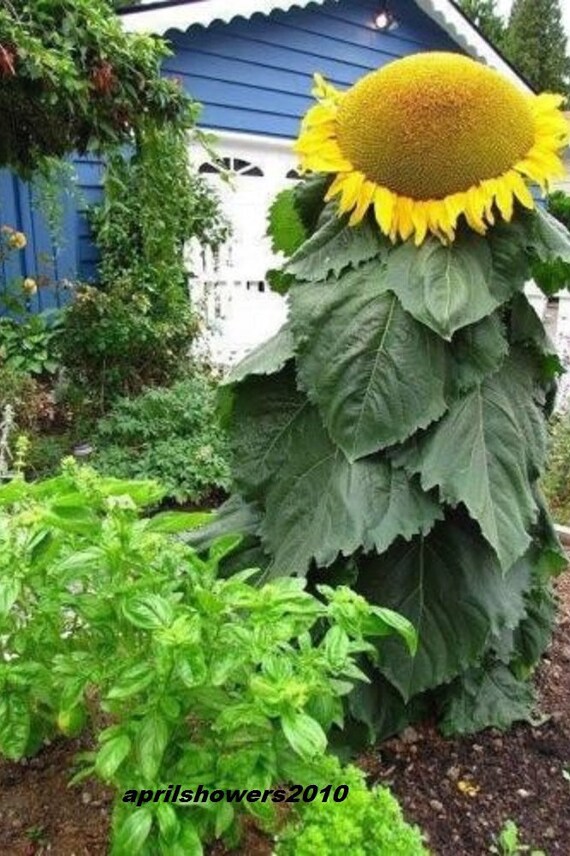 Sunflower Mongolian Giant seeds