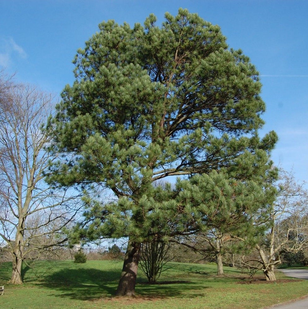 5 SOUTHERN PINE TREES Medium Leaf Yellow Loblolly Pinus Taeda   Il Fullxfull.1136109072 13li 