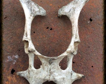 Small Pelvic Pelvis bone, lamb or goat.