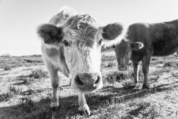 CURIOUS COW. Cow Photography, Large Wall Art Print, Black and White Print, Photography Print, New Forest Animals
