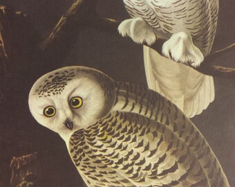 Vintage 1950's Audubon Print, Snowy Owl Print, Commentary by Roger Tory Peterson, Bird Print, Owls, Ornithology, Rustic Decor