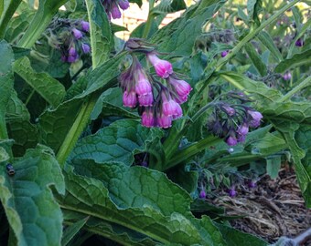 True Comfrey Seeds (~15): Certified Organic, Non-GMO, Certified Organic Heirloom Seed Packet