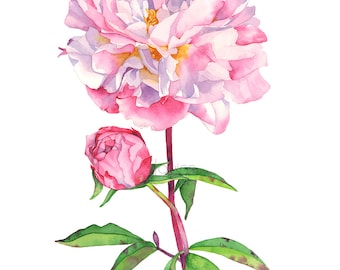 Peony print of watercolour painting, Peony watercolor painting print, P16416, A4 size, Peonies watercolor print, botanical art