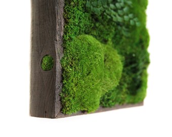 12"x12" Artisan Moss® Plant Painting® Moss and Ferns in Reclaimed Wood Frame. No Maintenance Green Wall Art. Real Preserved Plants.