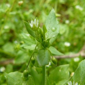 Organic Chickweed Seeds, Stellaria Media, Common Chickweed, Medicinal Herb Seeds