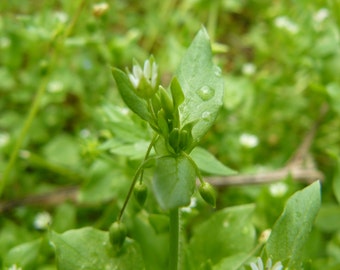 Organic Chickweed Seeds, Stellaria Media, Common Chickweed, Medicinal Herb Seeds