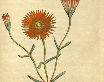 Botanic illustration, Print set botanical, Botanical poster, 59