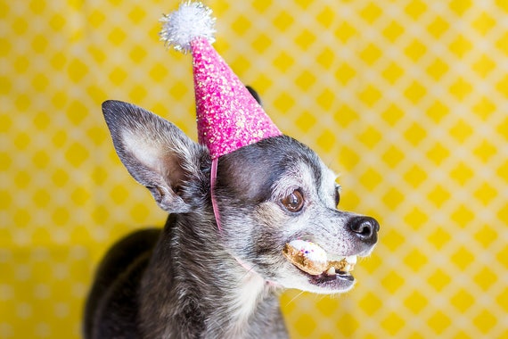 Dog Birthday Party || Cat Party Hat || Cat Birthday Hat || Animal Crown || Busters Party Shop