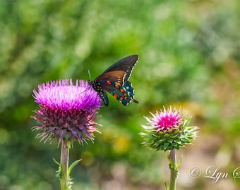 Butterfly & Pink Thistle, Spring, Landscape photography, nature, wall art, Texas, Hill Country, flower, pink, fine art print, wild flowers